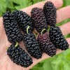 Moruša (Morus nigra) SHELLY