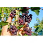 Saskatoon Berry (Amelanchier alnifolia) MARTIN