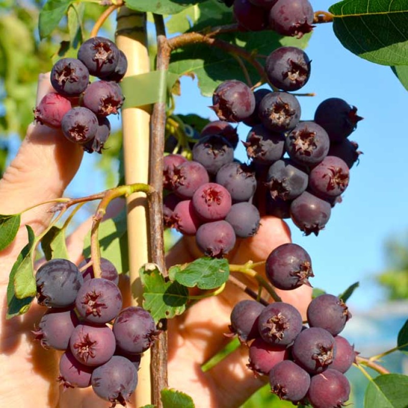 Muchovník (Amelanchier spicata) BLUEMOON®