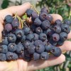 Muchovník jelšolistý (Amelanchier alnifolia) MARTIN