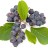 Saskatoon Berry