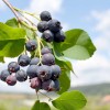 Muchovník jelšolistý (Amelanchier alnifolia) NORTHLINE