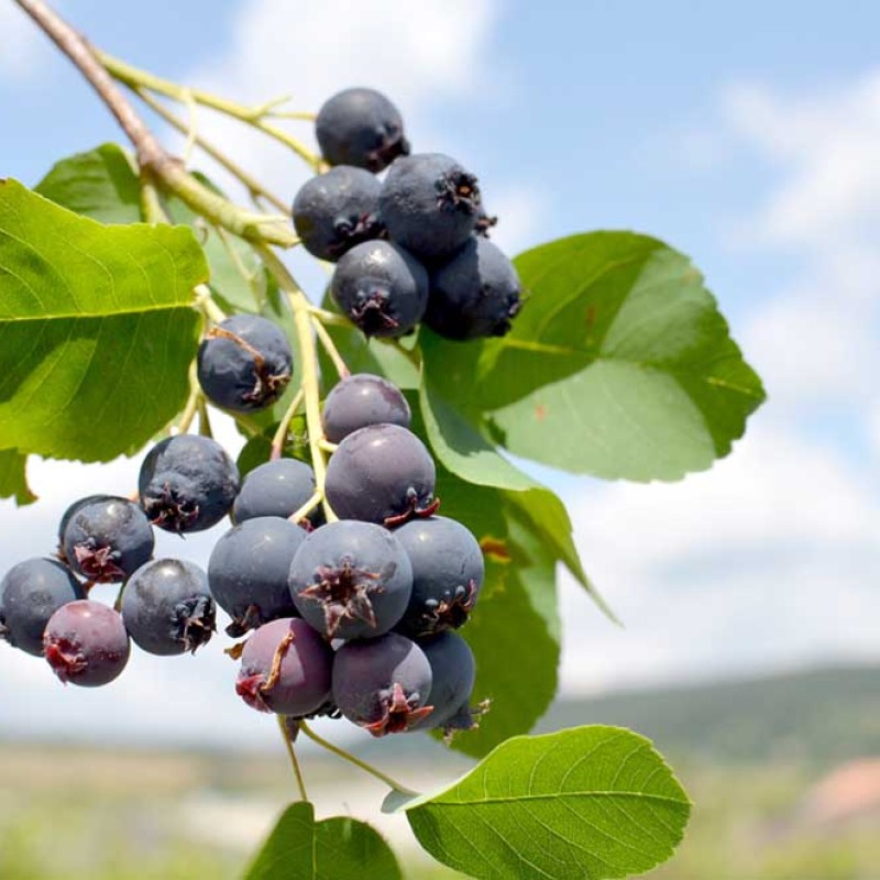 Muchovník jelšolistý (Amelanchier alnifolia) NORTHLINE
