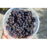 Saskatoon Berry (Amelanchier alnifolia) SMOKY