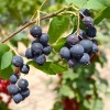 Muchovník jelšolistý (Amelanchier alnifolia) SMOKY