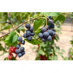 Saskatoon Berry (Amelanchier alnifolia) SMOKY