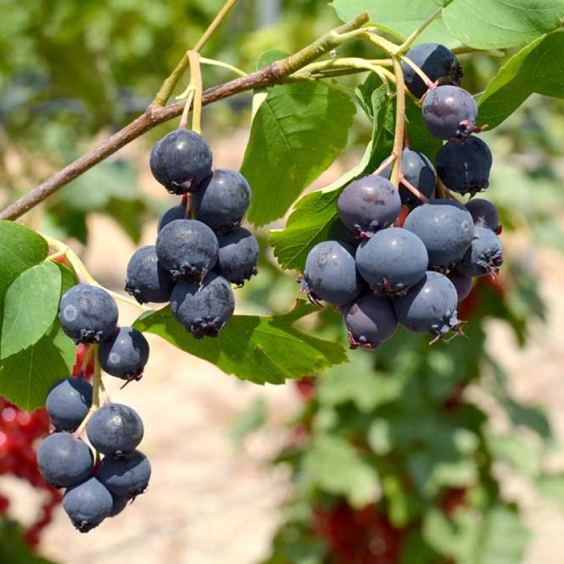 Muchovník jelšolistý (Amelanchier alnifolia) SMOKY