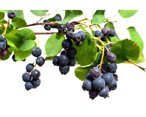 Saskatoon Berry (Amelanchier alnifolia) THIESSEN