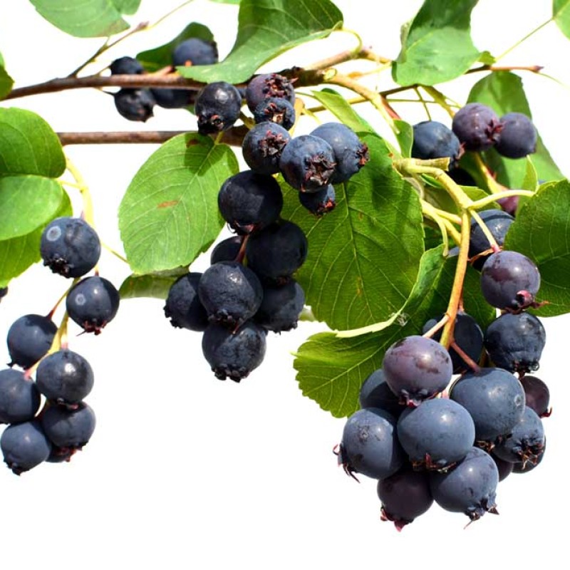 Muchovník jelšolistý (Amelanchier alnifolia) THIESSEN