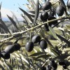Oliva (Olea europaea) AGLANDAU