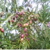 Oliva (Olea europaea) AGLANDAU