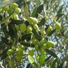 Oliva (Olea europaea) AGLANDAU