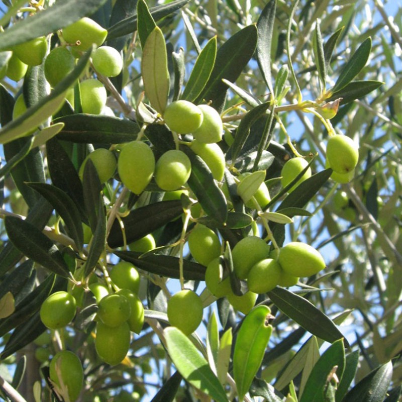 Oliva (Olea europaea) AGLANDAU