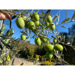 Hardy Olive (Olea europaea) ARBEQUINA Fruiting Olive