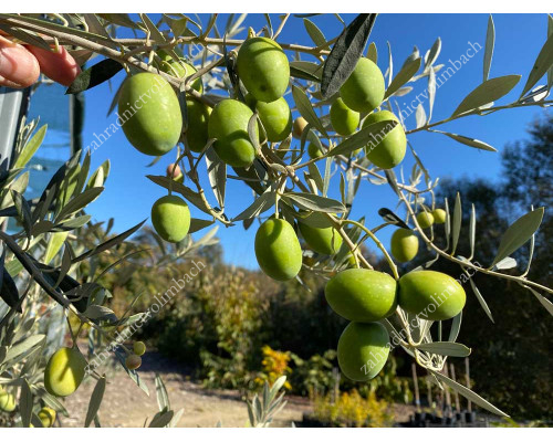 Hardy Olive (Olea europaea) ARBEQUINA Fruiting Olive