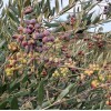 Oliva (Olea europaea) ARBEQUINA