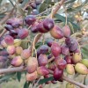 Oliva (Olea europaea) ARBEQUINA