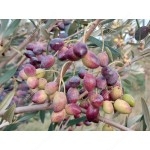 Winterharter Olivenbaum (Olea europaea) ARBEQUINA