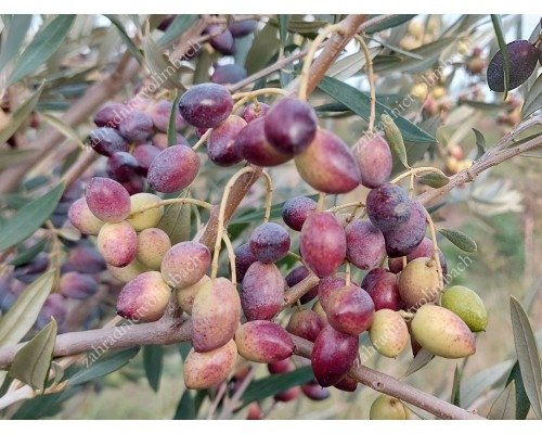 Hardy Olive tree (Olea europaea) ARBEQUINA