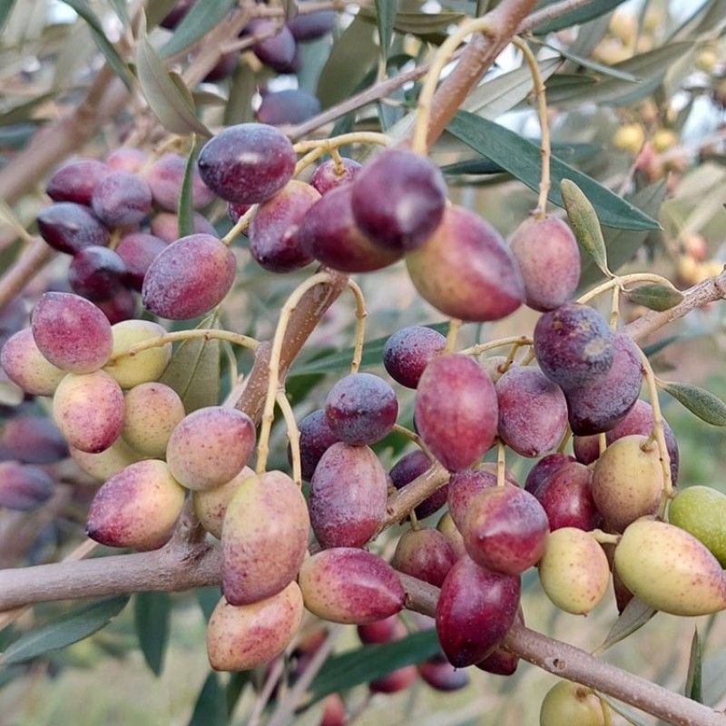 Oliva (Olea europaea) ARBEQUINA