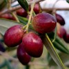 Oliva (Olea europaea) ARBEQUINA