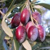 Oliva (Olea europaea) CORNICABRA