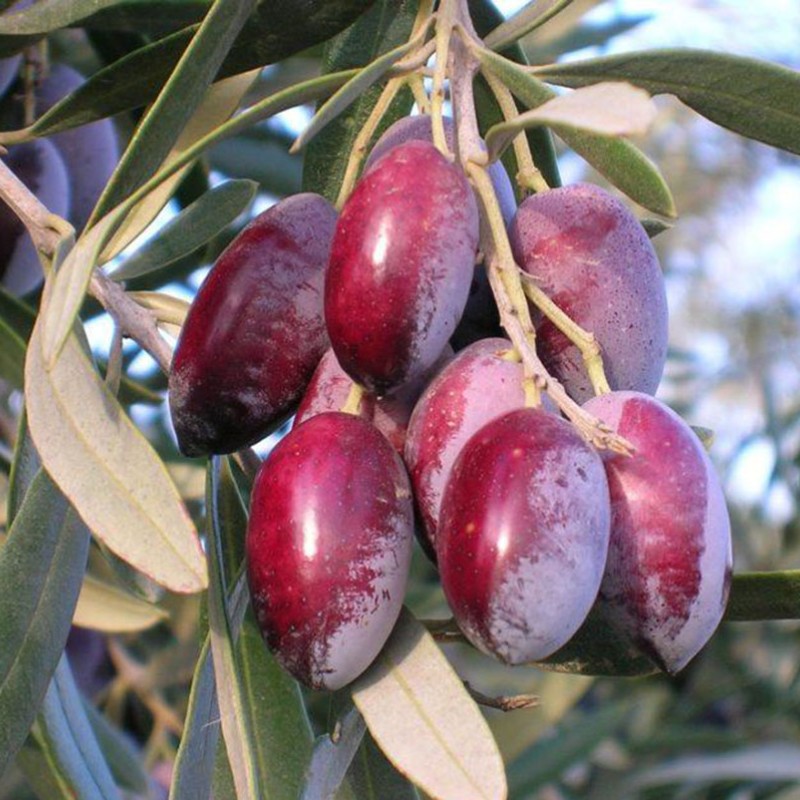 Oliva (Olea europaea) CORNICABRA
