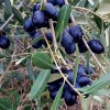 Oliva (Olea europaea) GALATSANIKI
