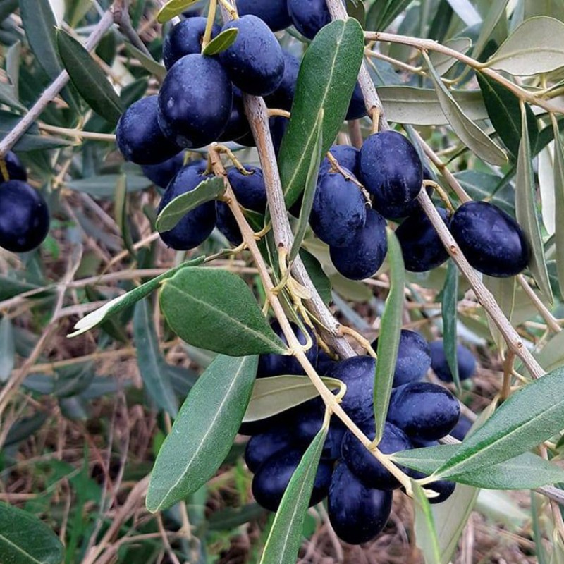Oliva (Olea europaea) GALATSANIKI
