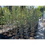 Winterharter Olivenbaum (Olea europaea) ARBEQUINA