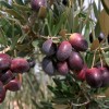 Oliva (Olea europaea) PICUAL