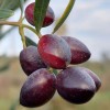 Oliva (Olea europaea) PICUAL