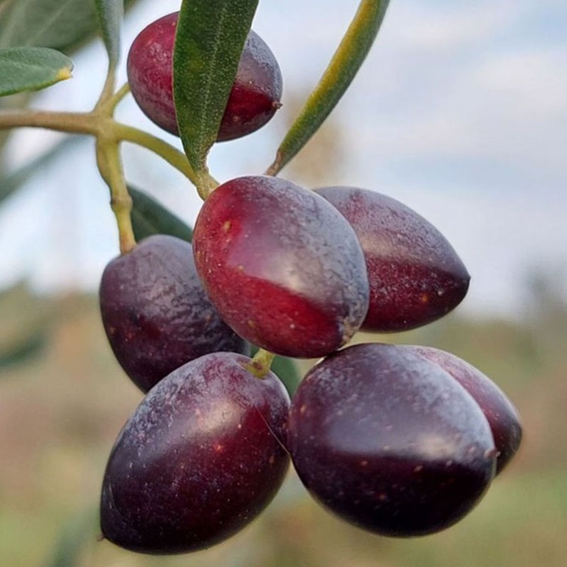 Oliva (Olea europaea) PICUAL
