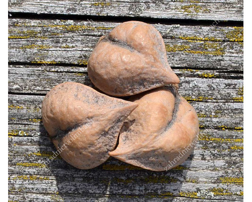 Heartnut (Juglans ailanthifolia var. cordiformis) IMSHU