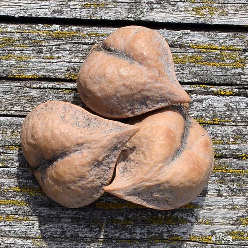 Orech srdcový (Juglans ailanthifolia var. cordiformis) SHUBERT