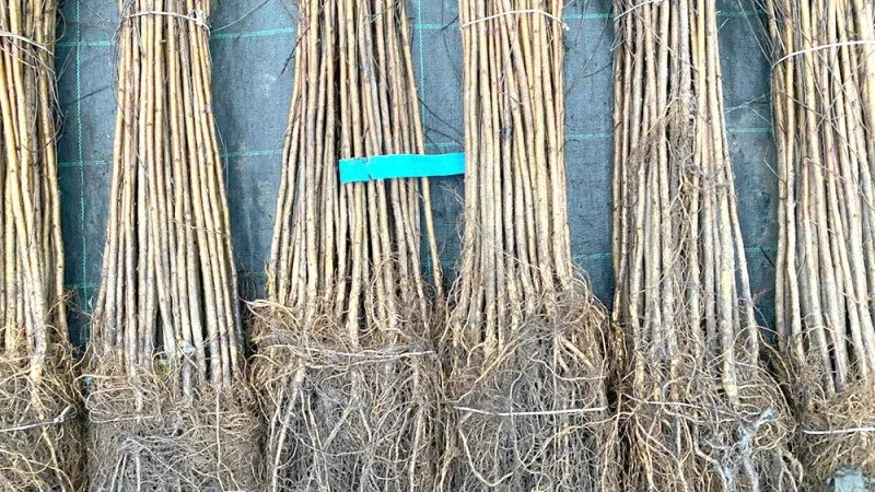 Aktuelle Unterlagen für Obstbäume