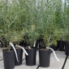 Male Sea buckthorn (Hippophae rhamnoides) POLLENIZER