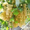 Ríbezľa biela krík (Ribes sativa) BLANKA