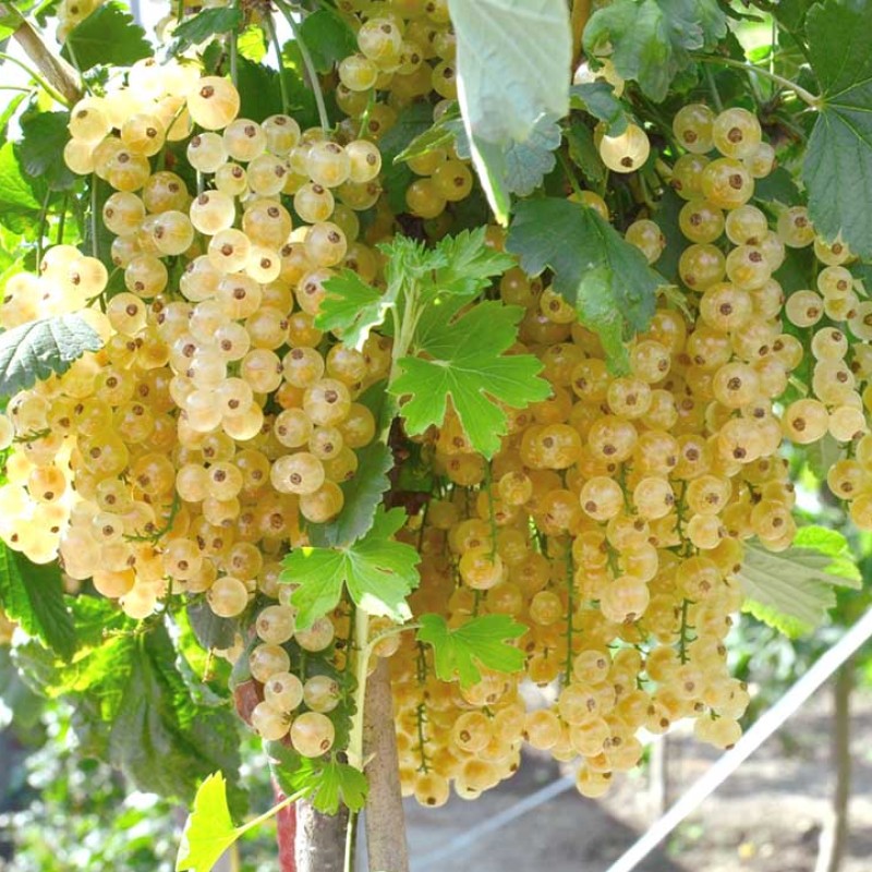 Ríbezľa biela krík (Ribes sativa) BLANKA