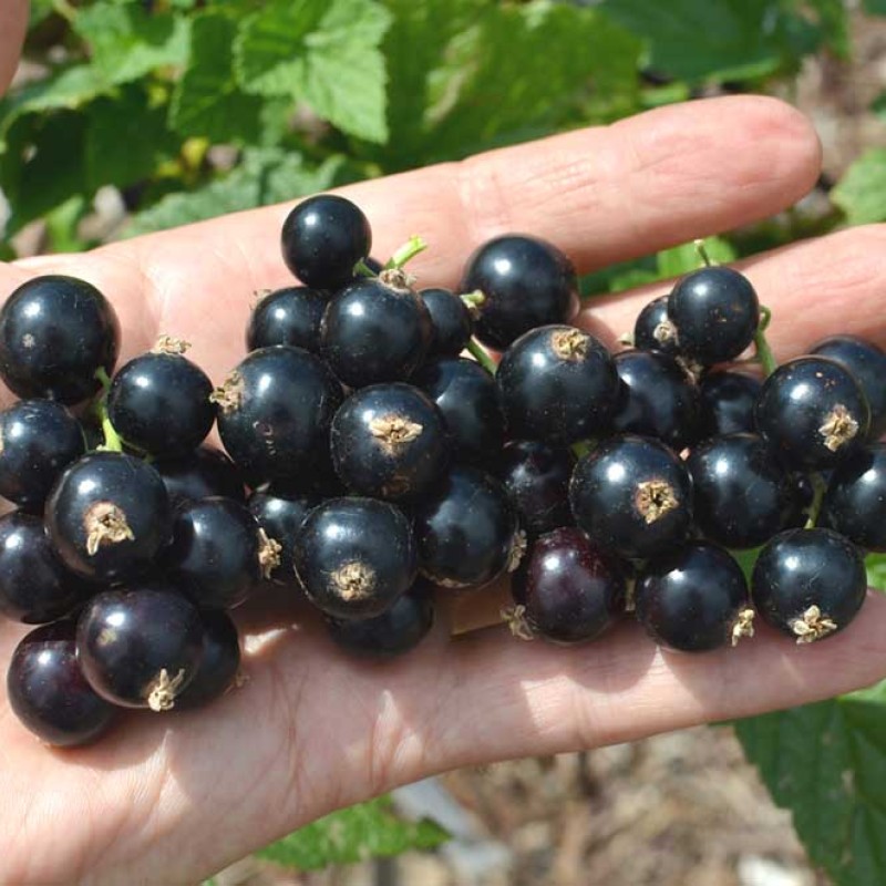 Ríbezľa čierna (Ribes nigrum) BONA