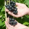 Ríbezľa čierna krík (Ribes nigrum) ČERNYJ BUMER®