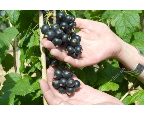 Ríbezľa čierna (Ribes nigrum) ČERNYJ BUMER®