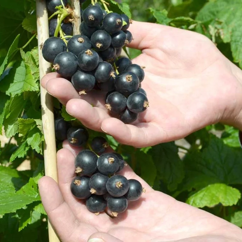 Ríbezľa čierna krík (Ribes nigrum) ČERNYJ BUMER®
