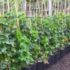 Ríbezľa červená krík (Ribes rubrum) JONKHEER VAN TETS