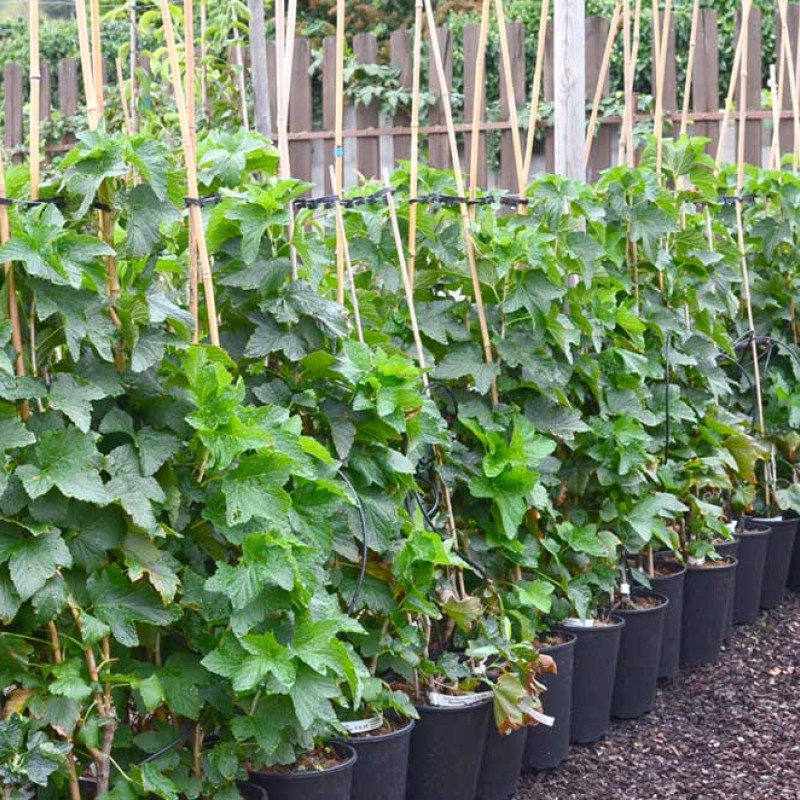 Ríbezľa čierna (Ribes nigrum) BEN TIRRAN®