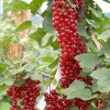 Ríbezľa červená stromček (Ribes rubrum) DUŠEČKA®