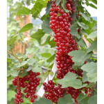 Rote Johannisbeere Stamm (Ribes rubrum) DUSCHETSCHKA® 
