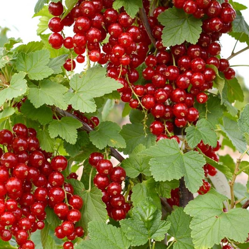 Ríbezľa červená stromček (Ribes rubrum) DUŠEČKA®