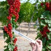 Ríbezľa červená stromček (Ribes rubrum) DUŠEČKA®