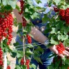 Ríbezľa červená stromček (Ribes rubrum) DUŠEČKA®
